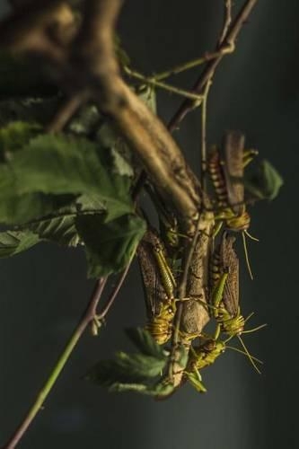 Locust Insects on a Branch: Blank 150 Page Lined Journal for Your Thoughts, Ideas, and Inspiration(English)