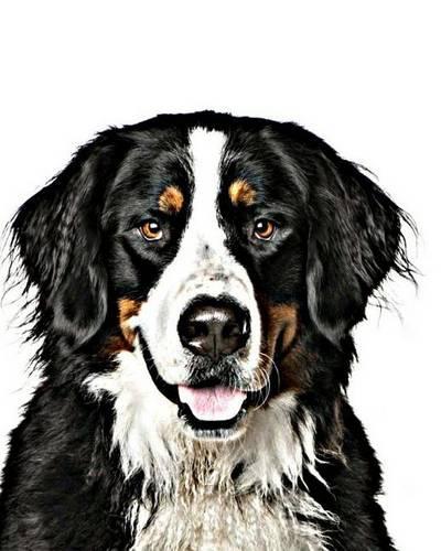 Bernese Mountain Dog