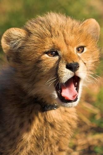 Cheetah Cub Journal: 150 page lined notebook/diary