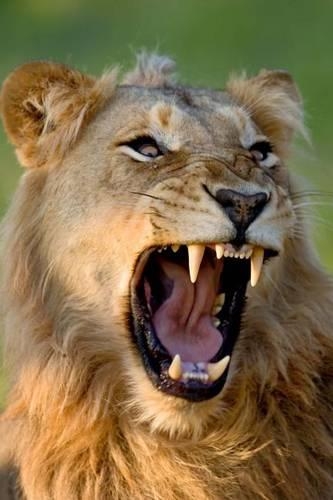 Roar of the Lion Journal