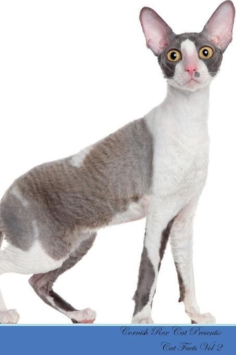 Cornish Rex Cat Presents