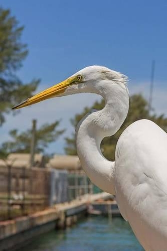 Great Egret in Florida, Birds of the World: Blank 150 Page Lined Journal for Your Thoughts, Ideas, and Inspiration(English)