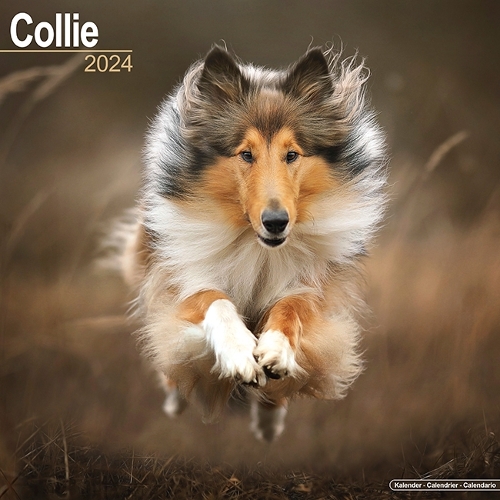 Collie Calendar 2024  Square Dog Breed Wall Calendar - 16 Month