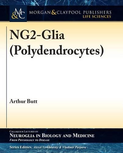 Ng2-Glia (Polydendrocytes)