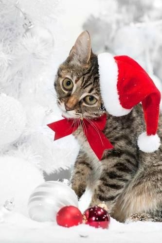 A Cute Cat Dressed Up for Christmas