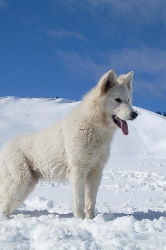 Berger Blanc Suisse in the Snow Journal