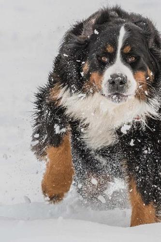 Bernese Mountain Dog Running in Snow Journal
