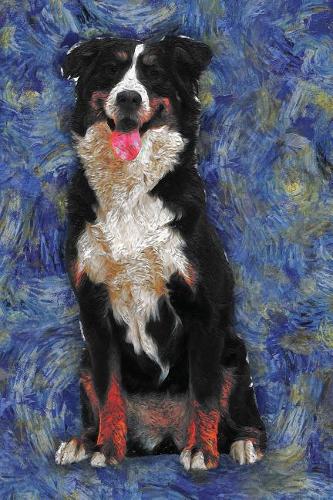 Bernese Mountain Dog