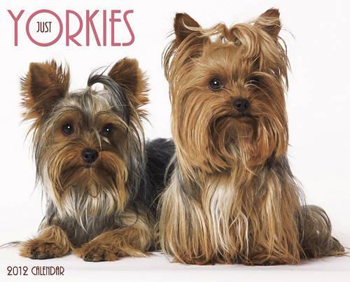 Just Yorkies Calendar