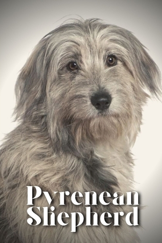 Pyrenean Shepherd: Dog breed overview and guide