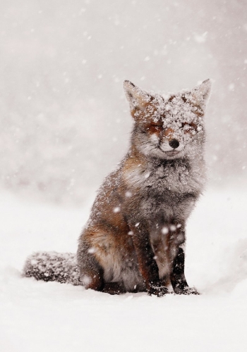 Snow Fox Notecards