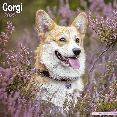 Corgi Calendar 2025 Square Dog Breed Wall Calendar - 16 Month