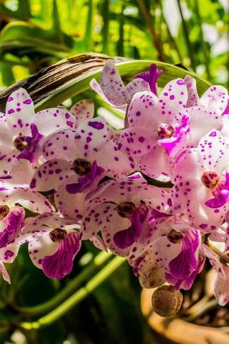 Beautiful Orchid in Costa Rica Journal