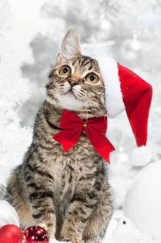 A Cute Cat Making Christmas Wishes