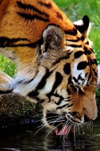 A Tiger Leaning in for a Drink Journal: Take Notes, Write Down Memories in this 150 Page Lined Journal