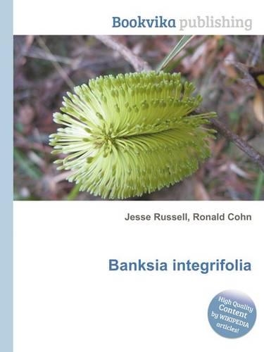 Banksia Integrifolia