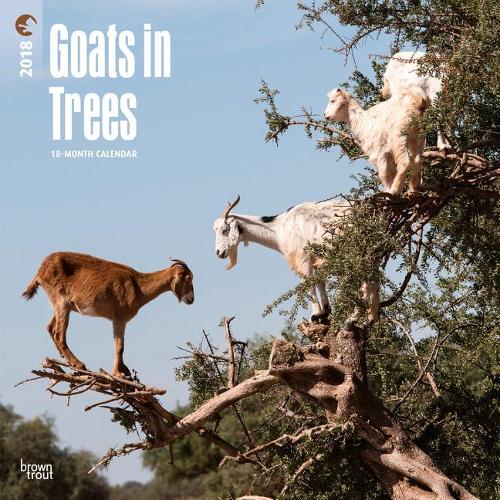 Goats in Trees 2018 Wall Calendar