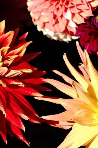 2019 Weekly Planner Flowers Pretty Zinnias 134 Pages