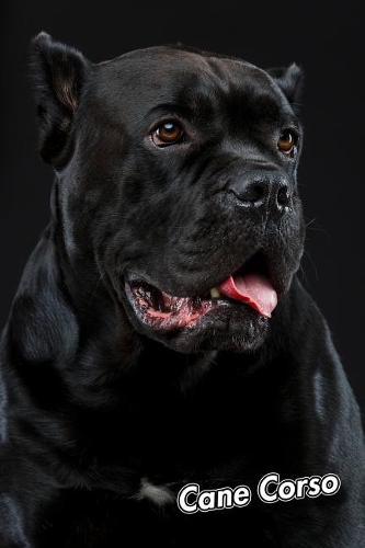 Cane Corso: Weekly Calendar July 2019 - December 2021 30 Months 131 pages 6 x 9 in. Planner Diary Organizer Agenda Appointment To-Do Soft Cover