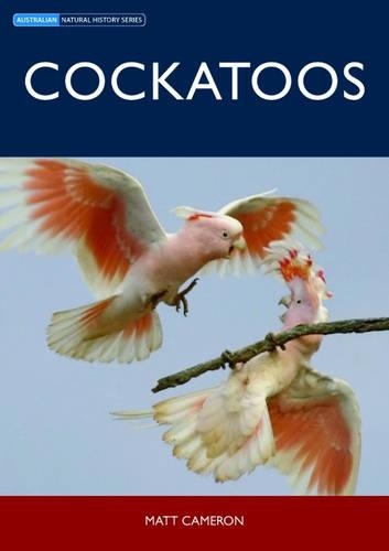 Cockatoos