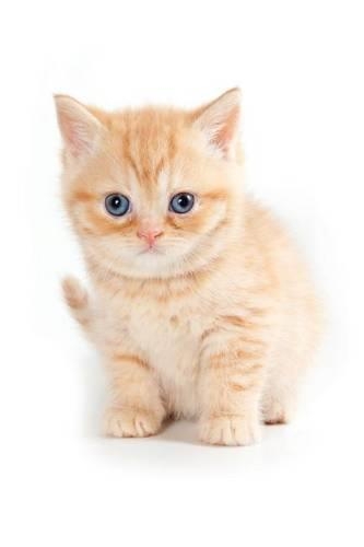 British Kitten April Notebook & Journal. Productivity Work Planner & Idea Notepad