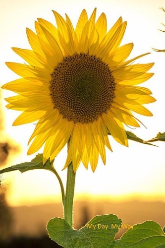 My Day My Way: Sunflower Cover Undated Weekly Planner with Room for Notes and Action Plans