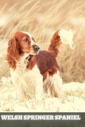 Welsh Springer Spaniel: Complete breed guide
