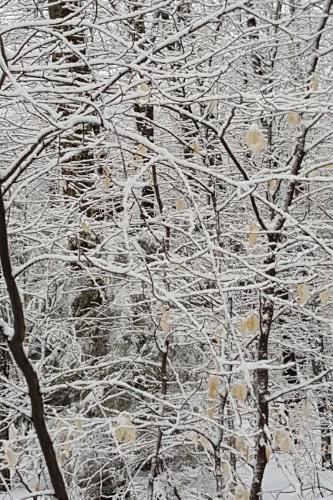 Journal Winter Picture Pretty