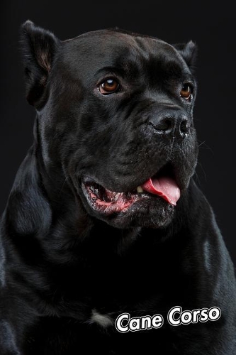 Cane Corso