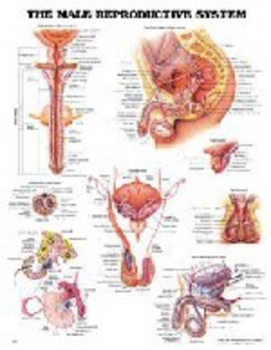 The Male Reproductive System