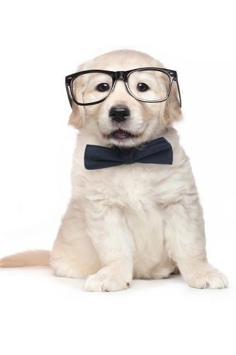 Golden Retriever Notebook