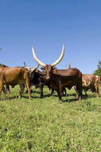 Ankole Cows in Uganda, Africa Journal: Take Notes, Write Down Memories in this 150 Page Lined Journal