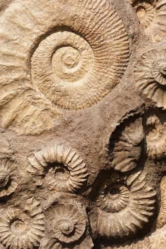 Fossils in the Rocks Journal