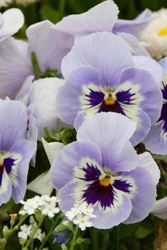 Purple and White Pansies Flower Journal