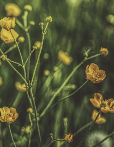 Buttercup