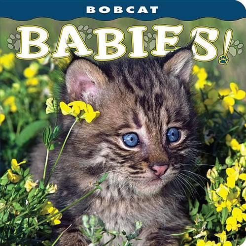 Bobcat Babies!: (Babies! (Farcountry Press))