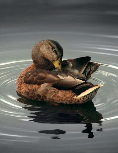 Notebook: College Ruled Composition Notebook / Duck Cover