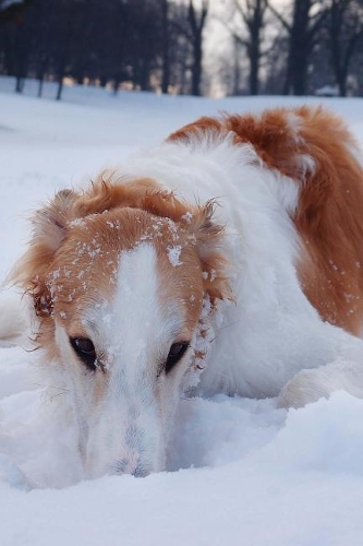 Russian Wolfhound Borzoi Dog in the Snow Journal