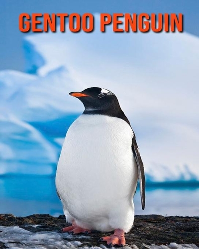 Gentoo Penguin