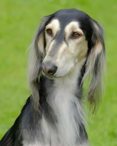 Saluki