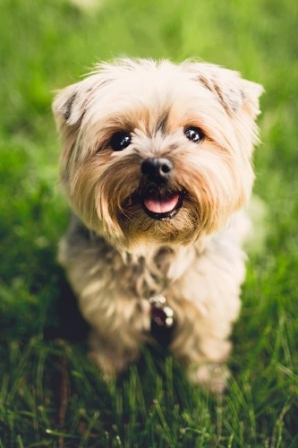 2020 Cute Puppy Journal