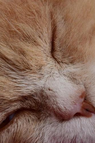 A Cute Kitty Cat Napping Journal: Take Notes, Write Down Memories in this 150 Page Lined Journal