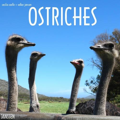 Ostriches