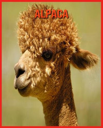 Alpaca