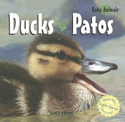 Ducks / Patos