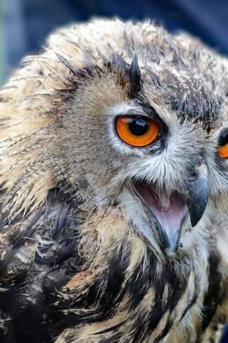 Beautiful Orange Eyes of the Eagle Owl, Birds of the World