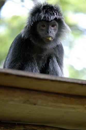 Black Javan Langur Monkey Journal