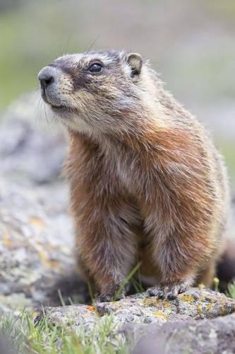 Marmot in the Alpine Valley Journal: 150 Page Lined Notebook/Diary