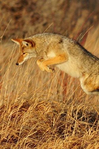 A Coyote Running in the Desert Journal: 150 Page Lined Notebook/Diary