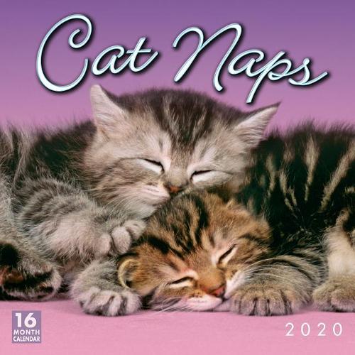 Cat Naps 16-Month 2020 Calendar